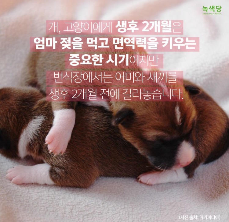 강아지 키우고 싶으세요?? 인간의 잔인함이 드러나는 강아지 공장 | 인스티즈