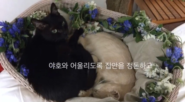 내 고양이의 장례식(슬픔주의) | 인스티즈