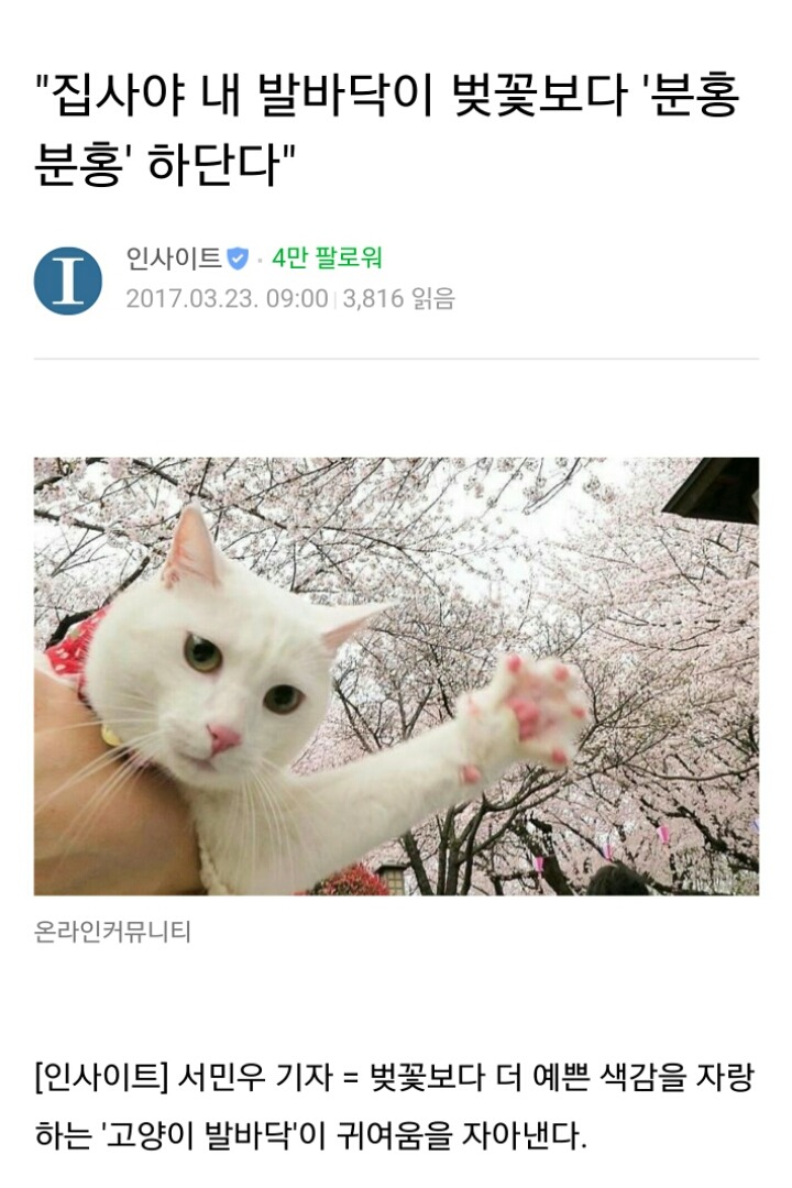 집사야~ 내 발바닥이 | 인스티즈
