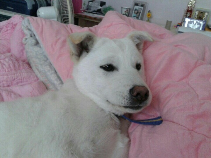 창녕 매실이 이야기를 아시나요?개소주가 되어서 돌아온 우리 매실이를 기억해주세요. 동물보호법강화를 위해 관심가져주세요 | 인스티즈