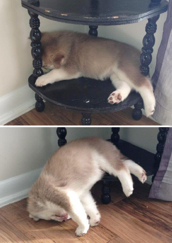 잠자는 멍뭉이.. jpg.. | 인스티즈