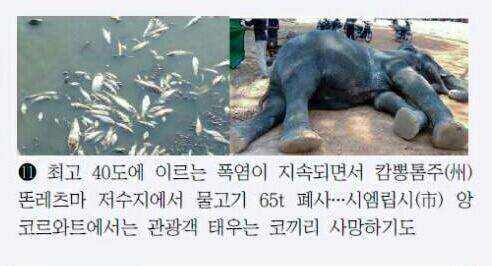 코끼리아줌마 이미지
