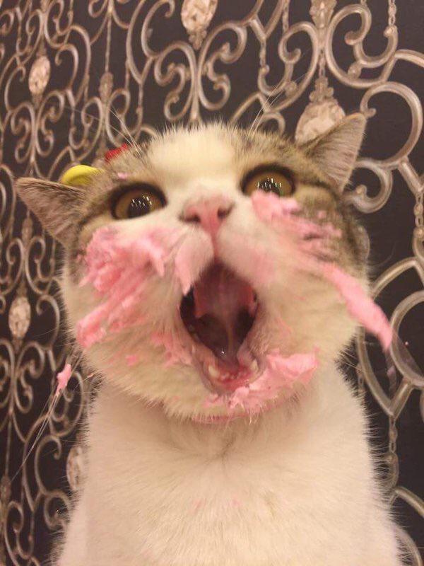 케익 먹는 고양이 | 인스티즈