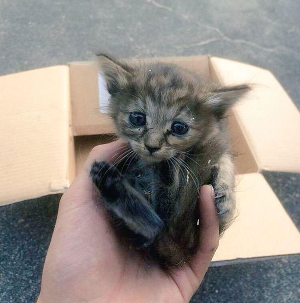 페럿과 함께 자라온 고양이 | 인스티즈