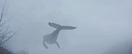 난다 고래?.gif | 인스티즈