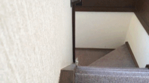 고양이랑 놀기.gif | 인스티즈