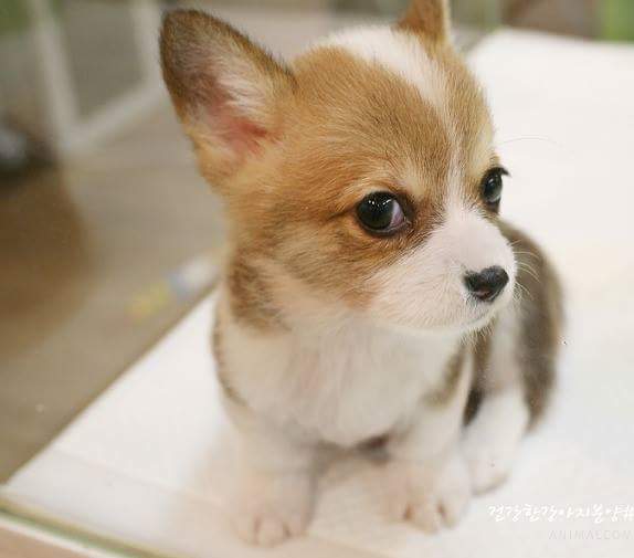 새끼강아지들 | 인스티즈