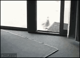 새가 심한 욕인 이유.gif | 인스티즈