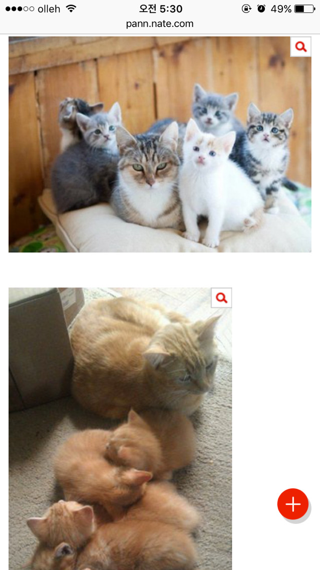 엄빠가 된 게 뿌듯한 고양이들 | 인스티즈