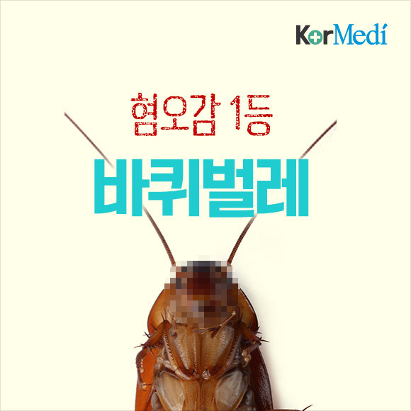 해충에 대한 오해와 진실(feat.바퀴)_약혐주의 | 인스티즈