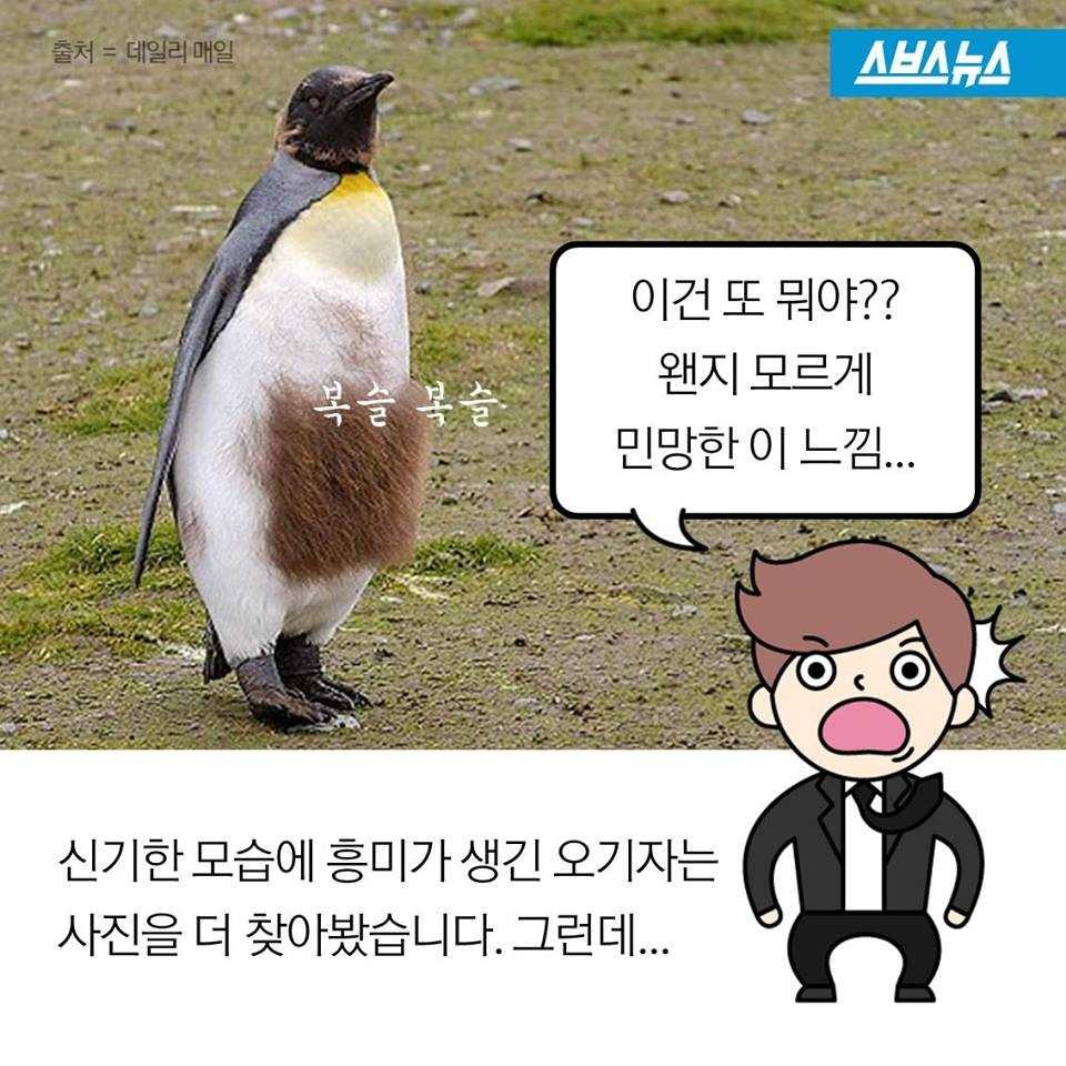 펭귄에게 벌어지는 일들 | 인스티즈