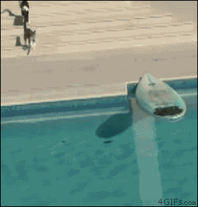 보드타는 냥이.gif | 인스티즈