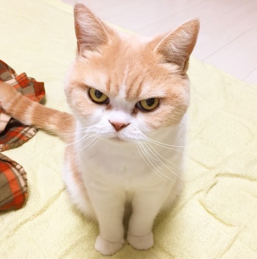 화가 난 고양이 | 인스티즈