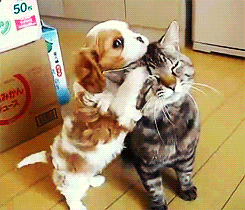 개들이댐.gif | 인스티즈