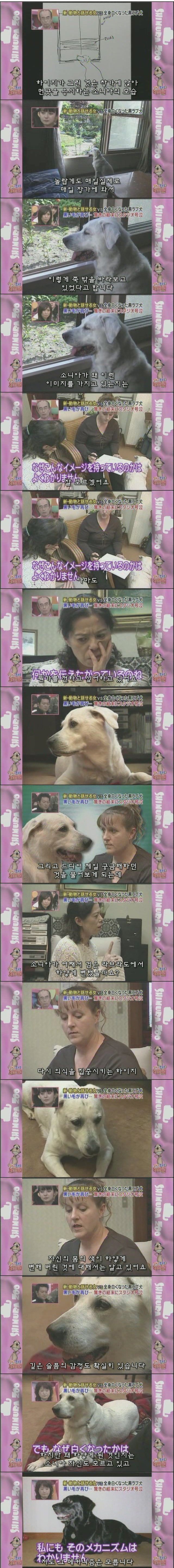 흰색으로 변해버린 강아지 소니아.jpg | 인스티즈