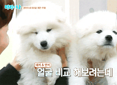 사모예드를 아시나요?.gif | 인스티즈