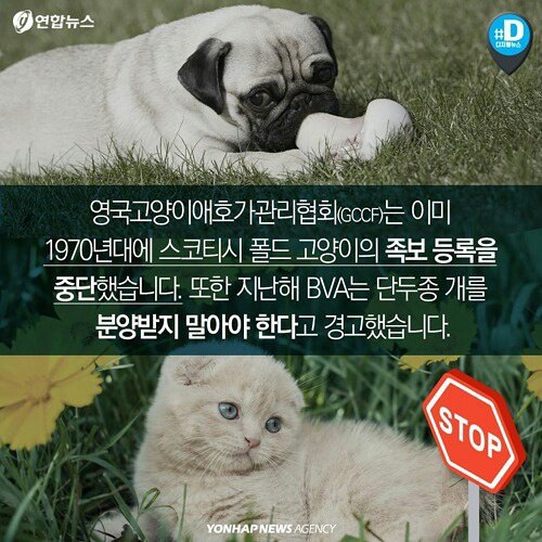 귀엽다구요? 사실 난 아픈 고양이에요 | 인스티즈