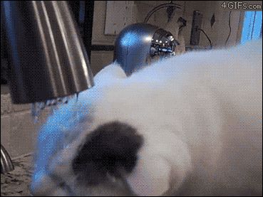 고양이 세수 .GIF | 인스티즈