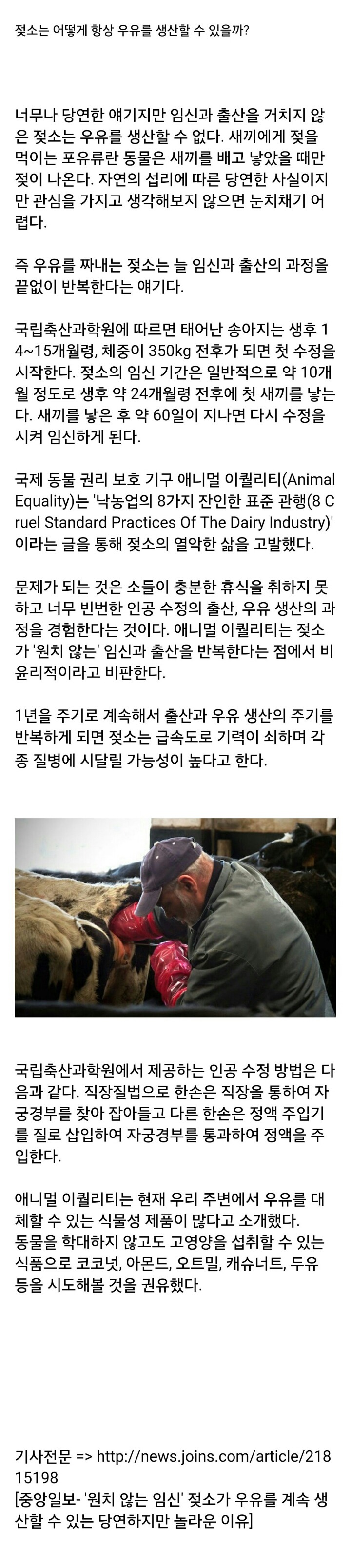 젖소가 항상 우유를 생산할 수 있는 이유 | 인스티즈