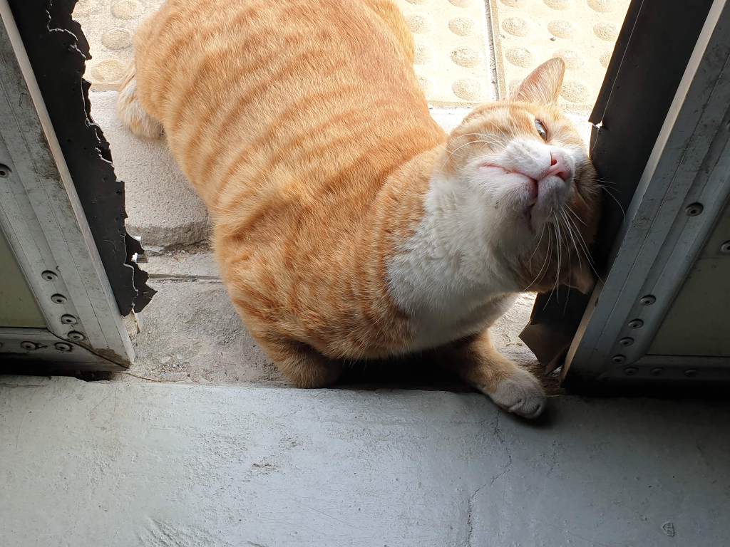 무적의 고양이 노랑이 | 인스티즈