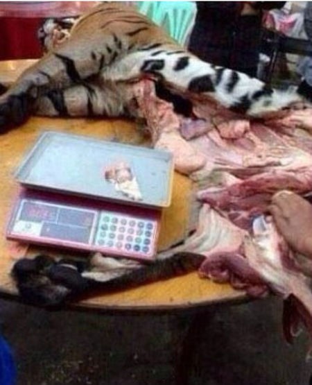고기호랑이 이미지