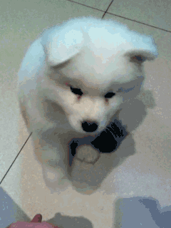 멍멍이랑 하이파이브하기....gif | 인스티즈