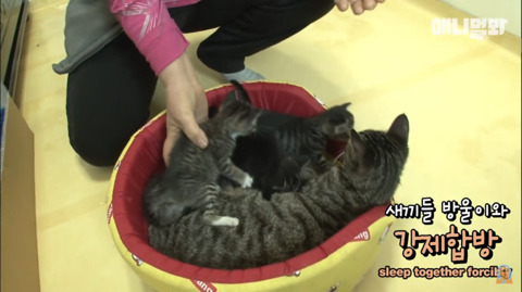 새끼고양이 열마리 키우는 엄마냥이 | 인스티즈