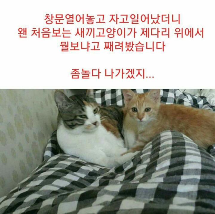 차라리 날 죽여...라는 제목으로 올라온 글(feat 집사).jpg | 인스티즈