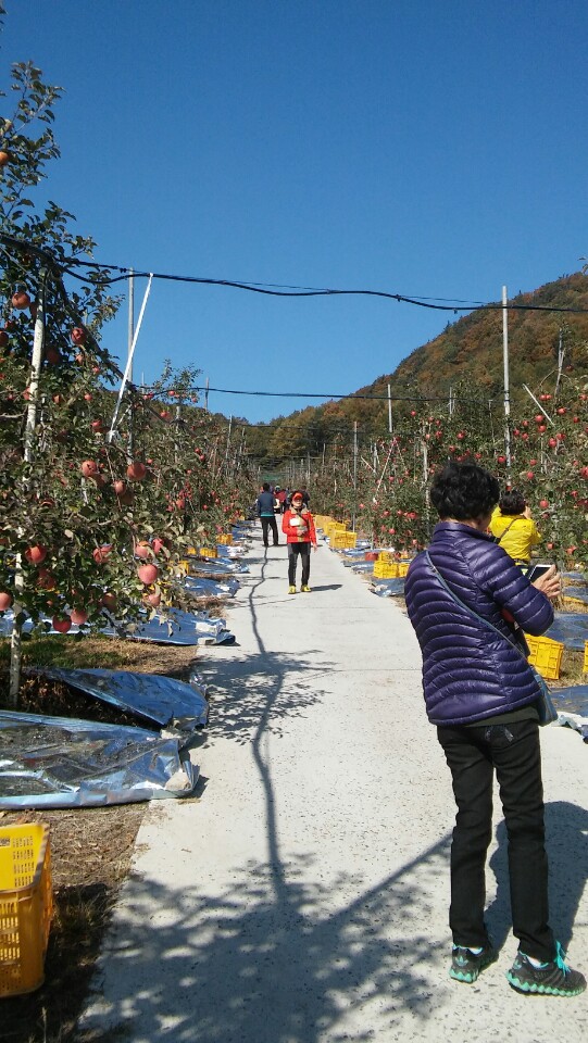 삼애 이미지