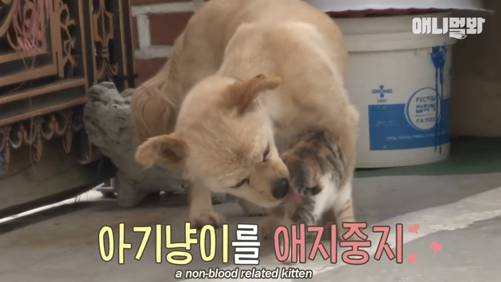 아기 고양이를 능숙하게 키우는 강아지의 사연은? | 인스티즈