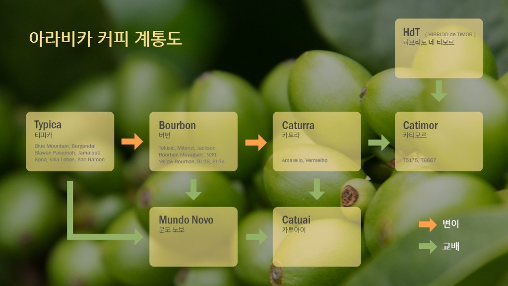 커피브라이언 이미지