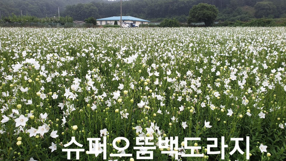 까치슈퍼 이미지