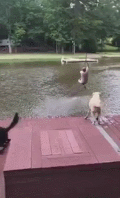 물에 빠진 주인을 구하러가는 강아지.gif | 인스티즈