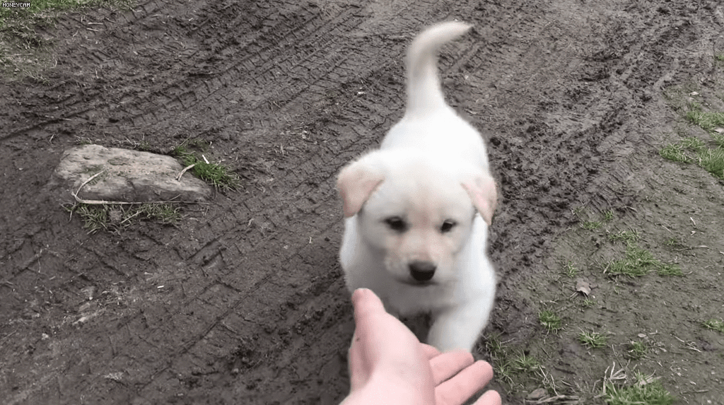 사람 좋아하는 백구.gif | 인스티즈