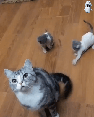 새끼 고양이들의 장난감.gif | 인스티즈