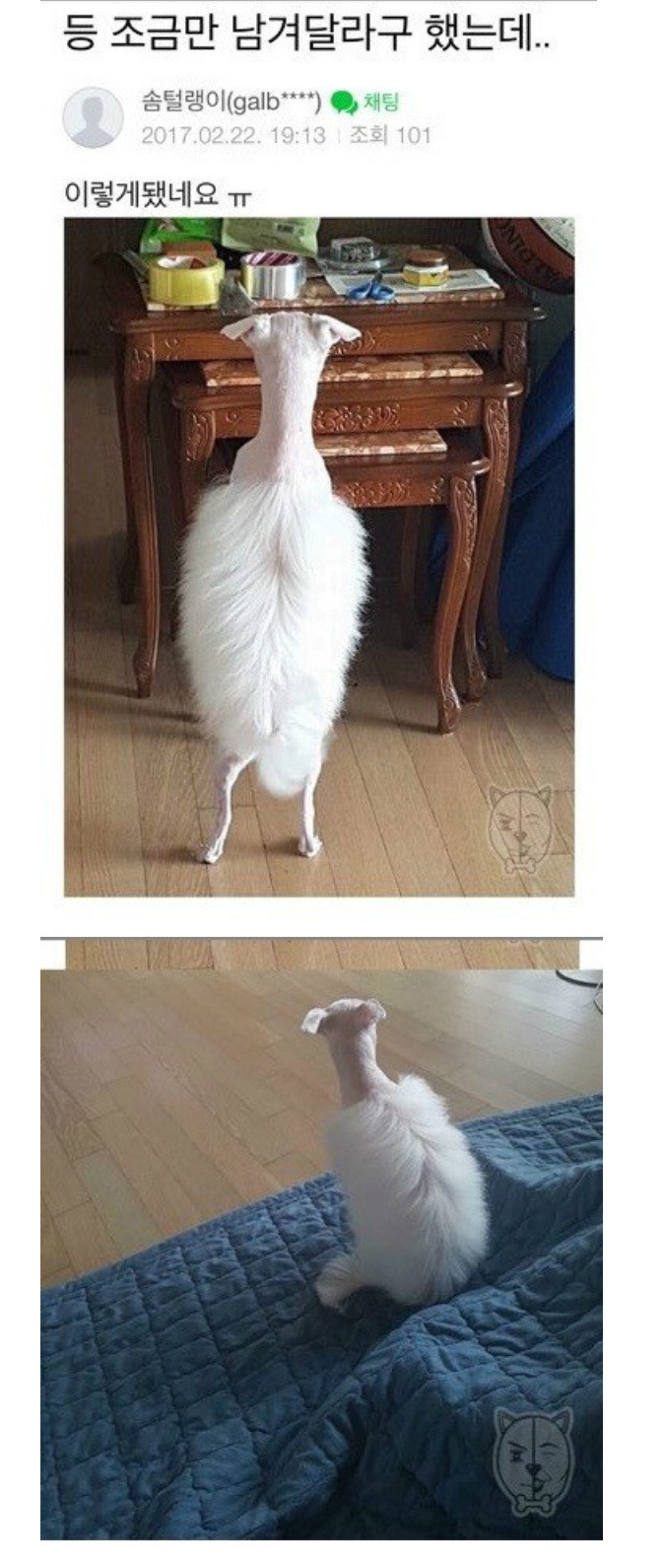 의 눈물... 애견 미용의 혁명.jpg | 인스티즈