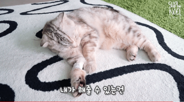 고양이 라온이 건강검진 받다. 그리고 가슴아픈 소식(스코티쉬폴드 유전병) | 인스티즈