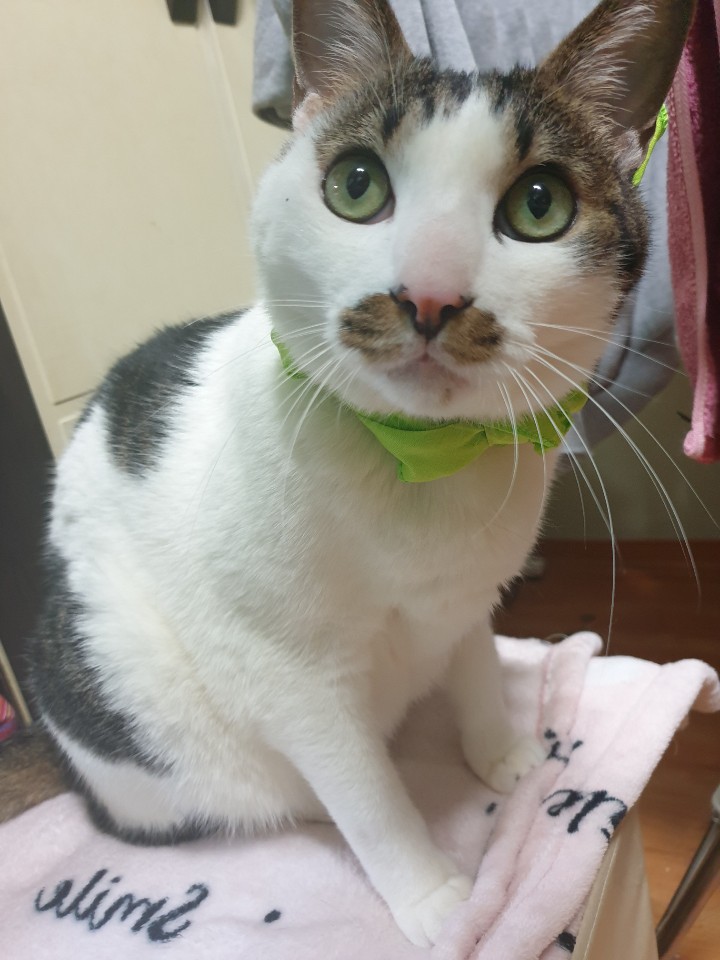 인생은 고양이처럼.jpg | 인스티즈