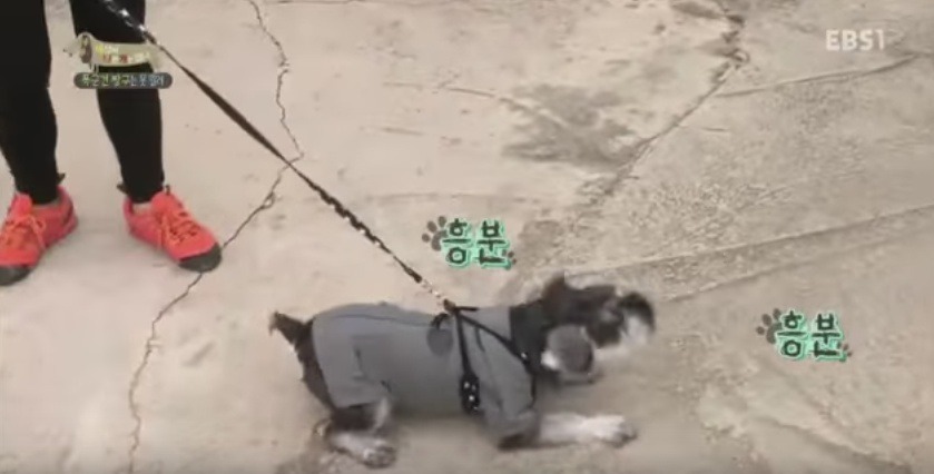 관리 못하겠으면 키우지도 마라 | 인스티즈