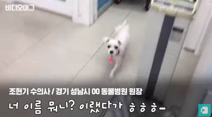 폭염 속 버려진 똘똘이가 모니로 개명한 사연 | 인스티즈