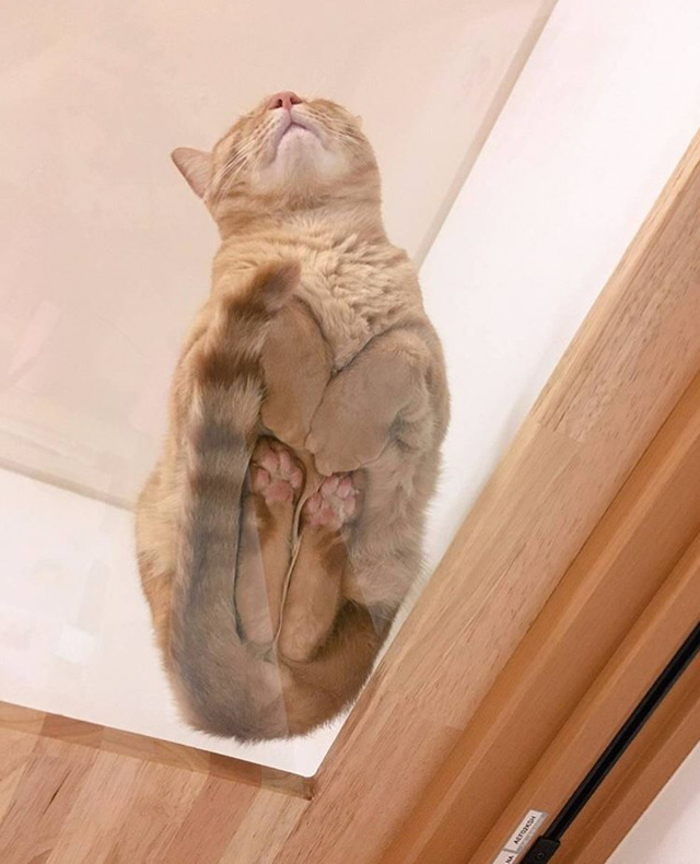 고양이 식빵 구울 때 밑에서 본 모습 | 인스티즈