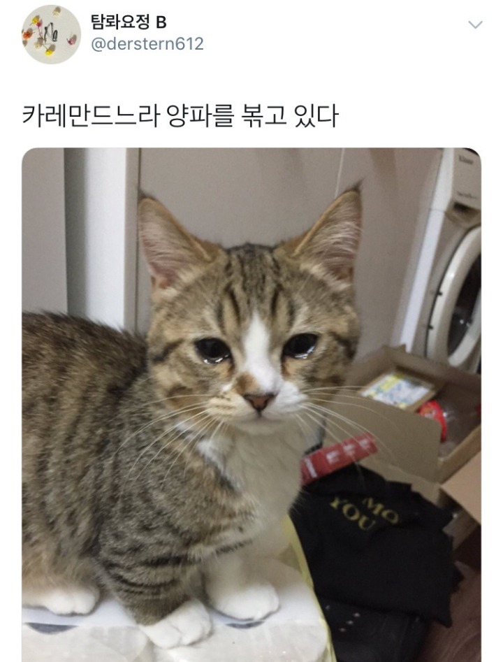 양파 써는 거 구경하던 고양이 | 인스티즈
