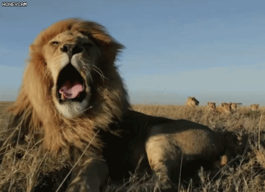 수사자 근접 촬영 | 인스티즈