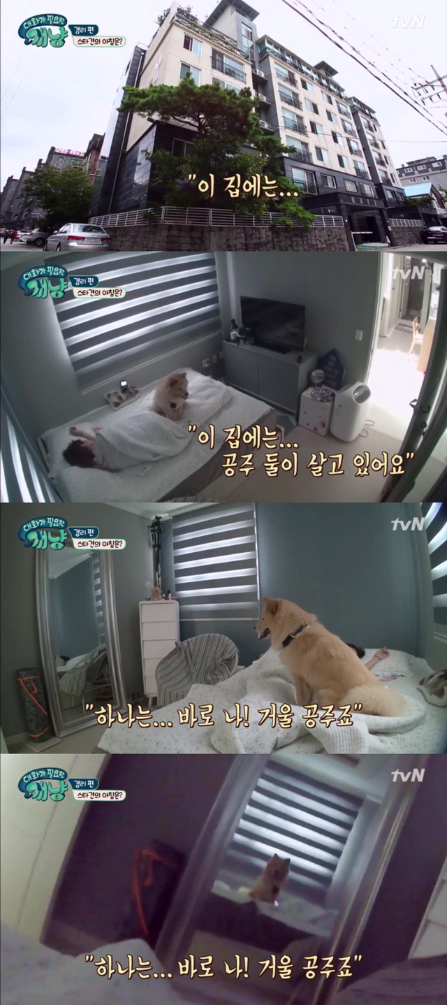 [대화가필요한개냥] 나인뮤지스 경리와 사랑스러운 반려견 시로.jpg | 인스티즈