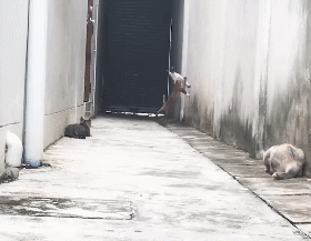 3대1 상황을 탈출하는 고양이.gif | 인스티즈