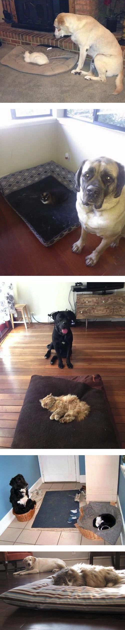 개들의 수난 | 인스티즈