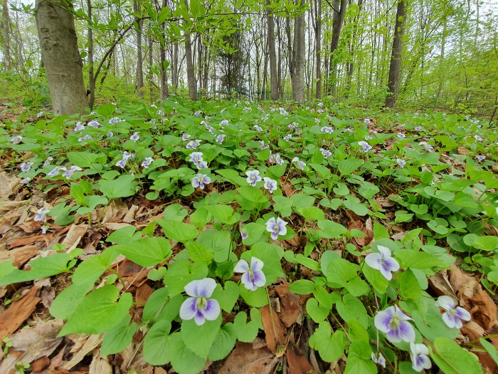 996E65415CC65010222905