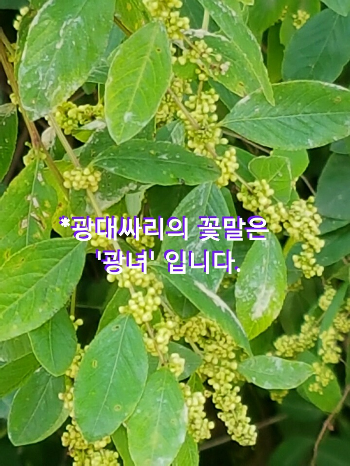 광대싸리 이미지