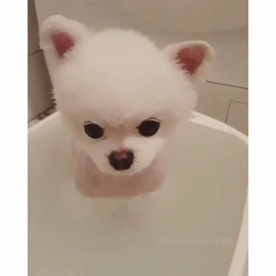 목욕하는데 졸린 멍뭉이 | 인스티즈