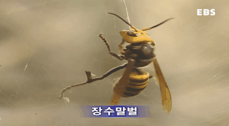 거미줄에 걸린 장수말벌 | 인스티즈